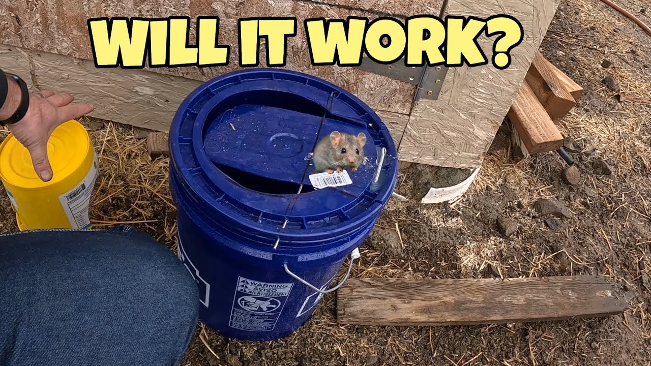 Using 5 gallon buckets to make some DIY mouse traps!