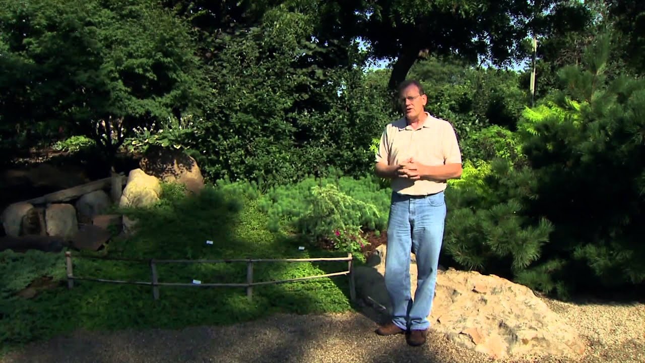 Shrubs to Plant Beneath Black Walnuts