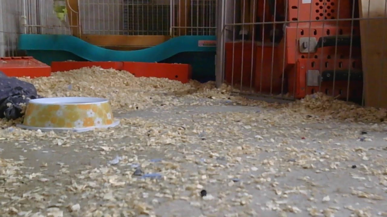 【1/14】1歳のウサギ配信。