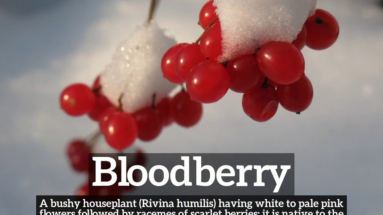 What is Bloodberry? | How Does Bloodberry Look? | How to Say Bloodberry in English?