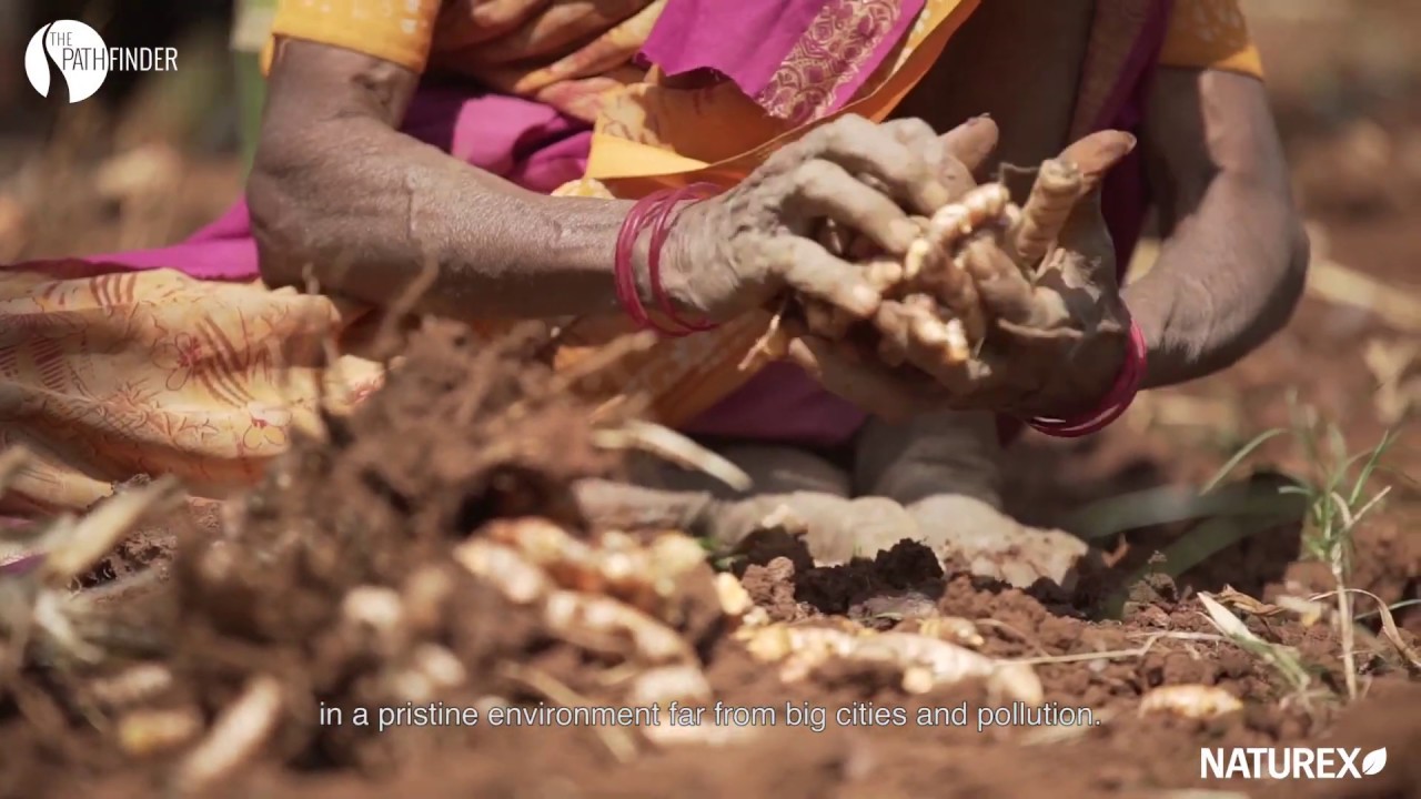Turmeric Curcuma Longa L - Our innovative approach to a traditional botanical