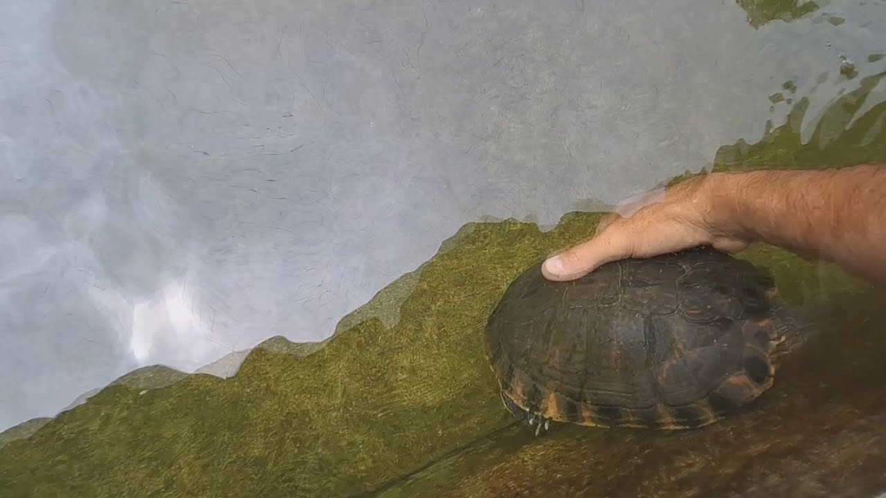 PEGANDO A TARTARUGA TIGRE MAIS ARISCA DO MUNDO canal saalada