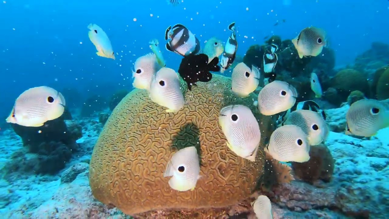 2022 June, diving Bonaire