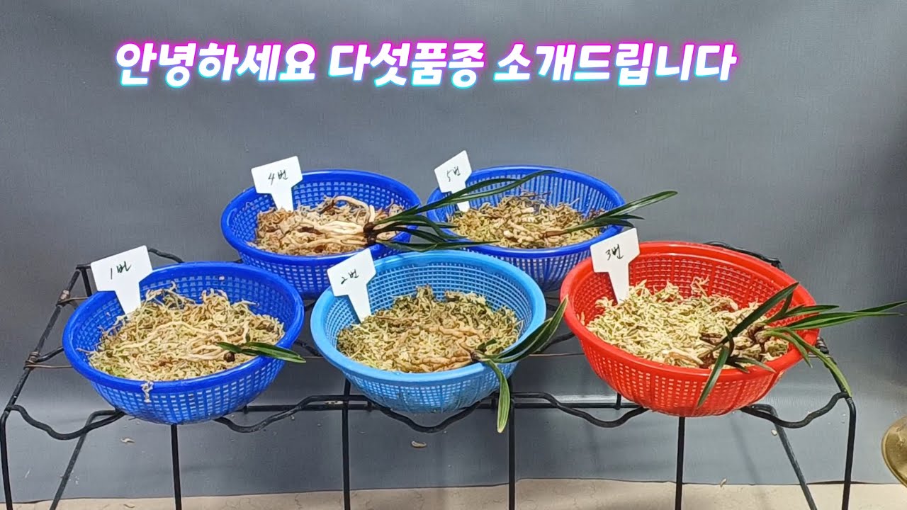 3월1일(일요일)이쁜 종자목 소개해드립니다 