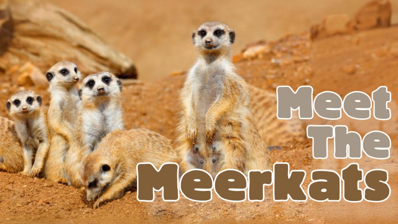 Meet the Meerkats! Animal Science  Videos for Kids