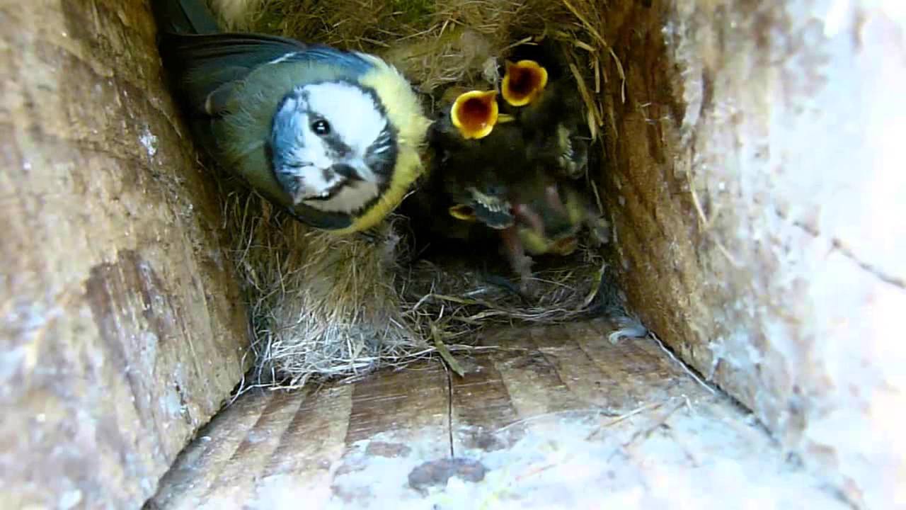 Blue tits in the nest