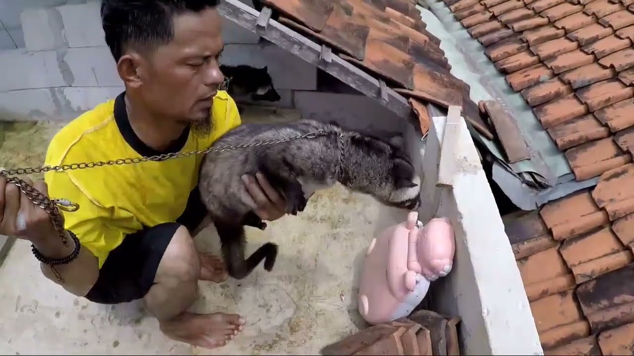 mandi dulu biar bersih dan wangi #mandi #musang #brajamustimagic