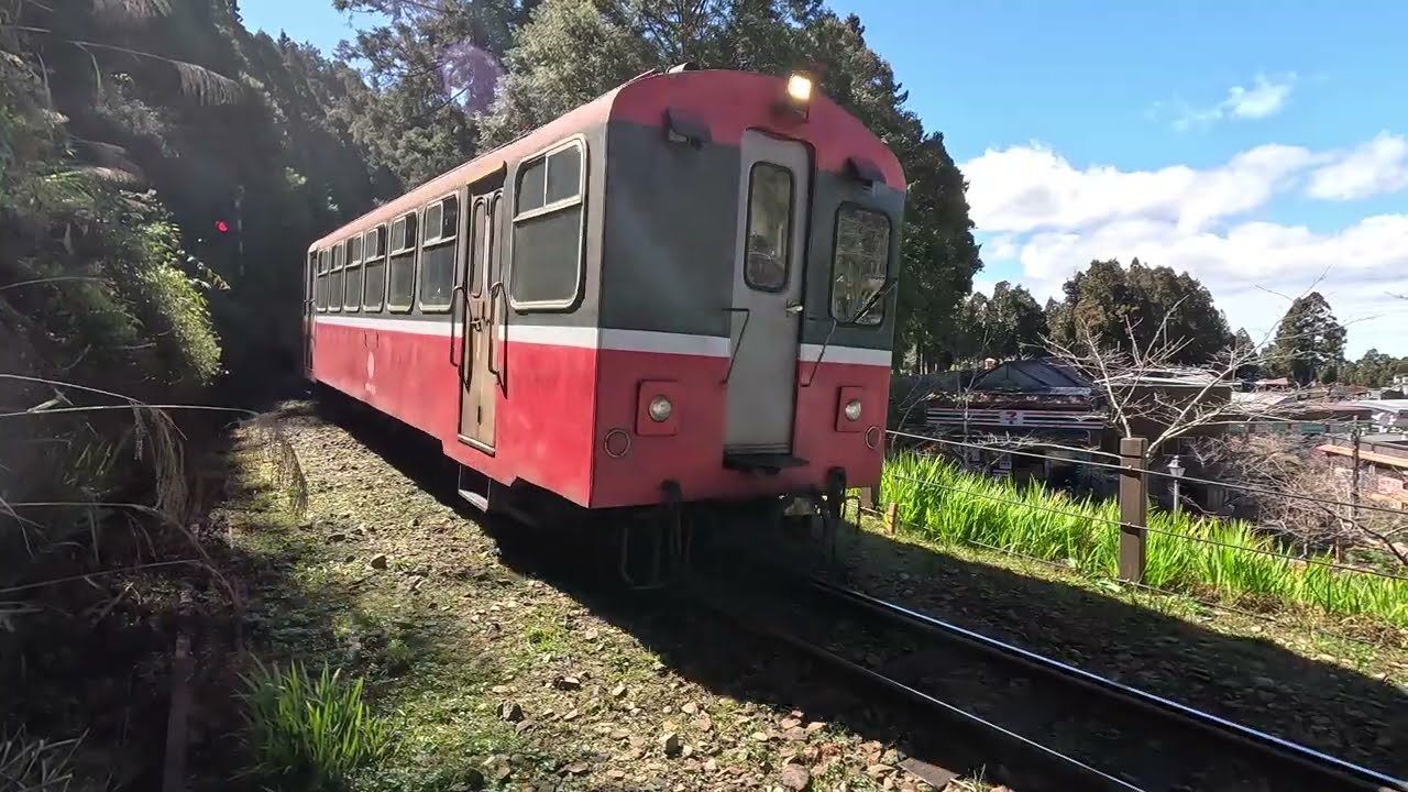 【Alishan Forest Railway】Sacred Tree Line Train Coming and Going at Alishan Station