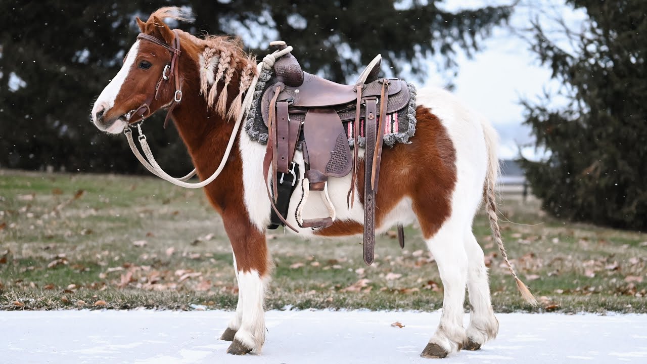 “Chester the Chunk” Rides/Drives Kid Pony