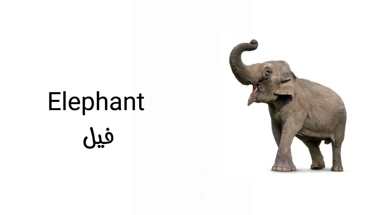 تعلم أسماء الحيوانات بالإنجليزية  | Learn Animal Names in English