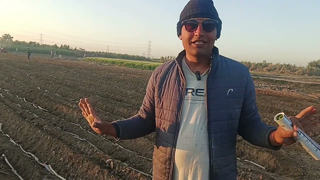 150 प्लस गन्ने की पैदावार 0238 गन्ना वैरायटी से लेने के लिए गन्नाकिसान ने बताई बहुत विशेष जानकारियां