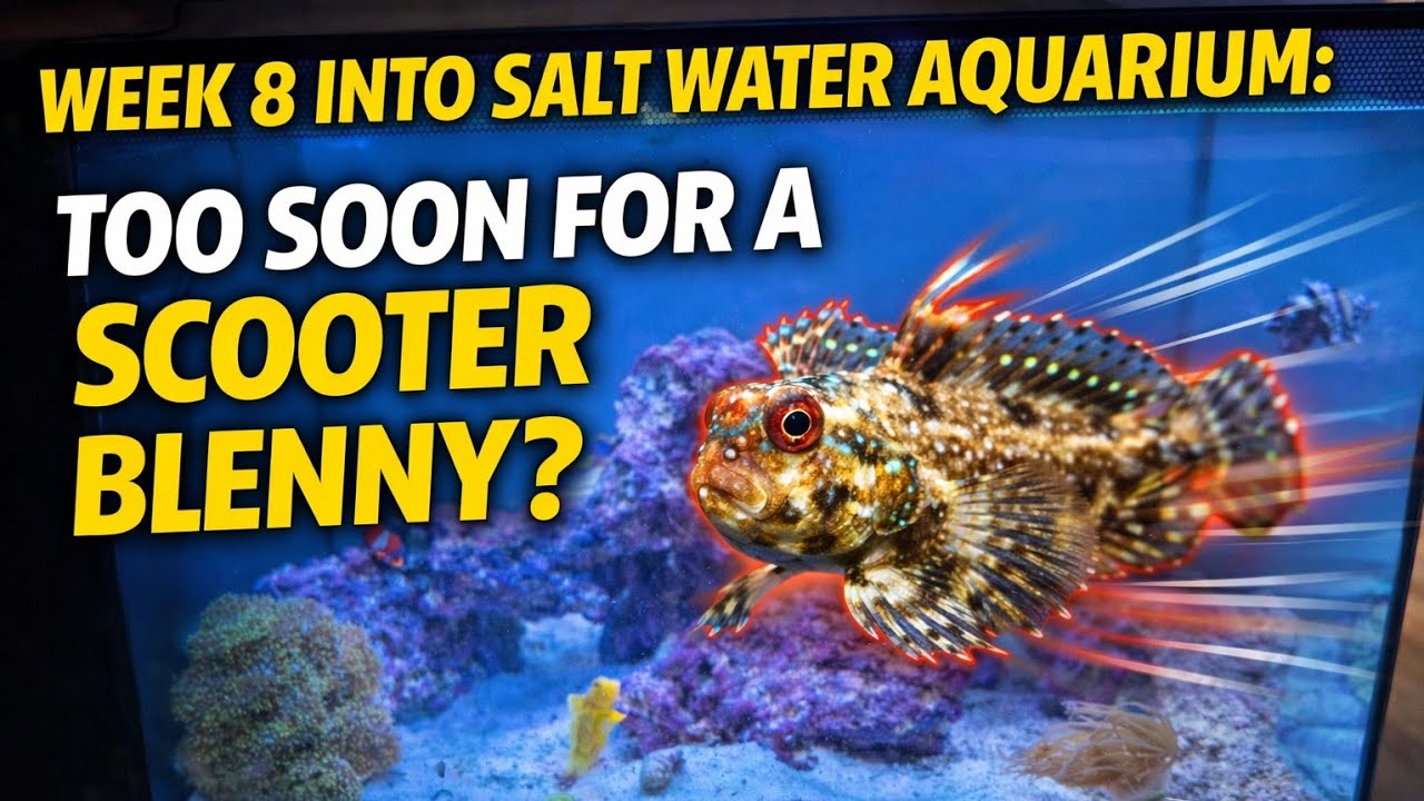 Week 8 into Fluval Salt Water Aquarium: Too soon for A Scooter Blenny? #saltwateraquarium 