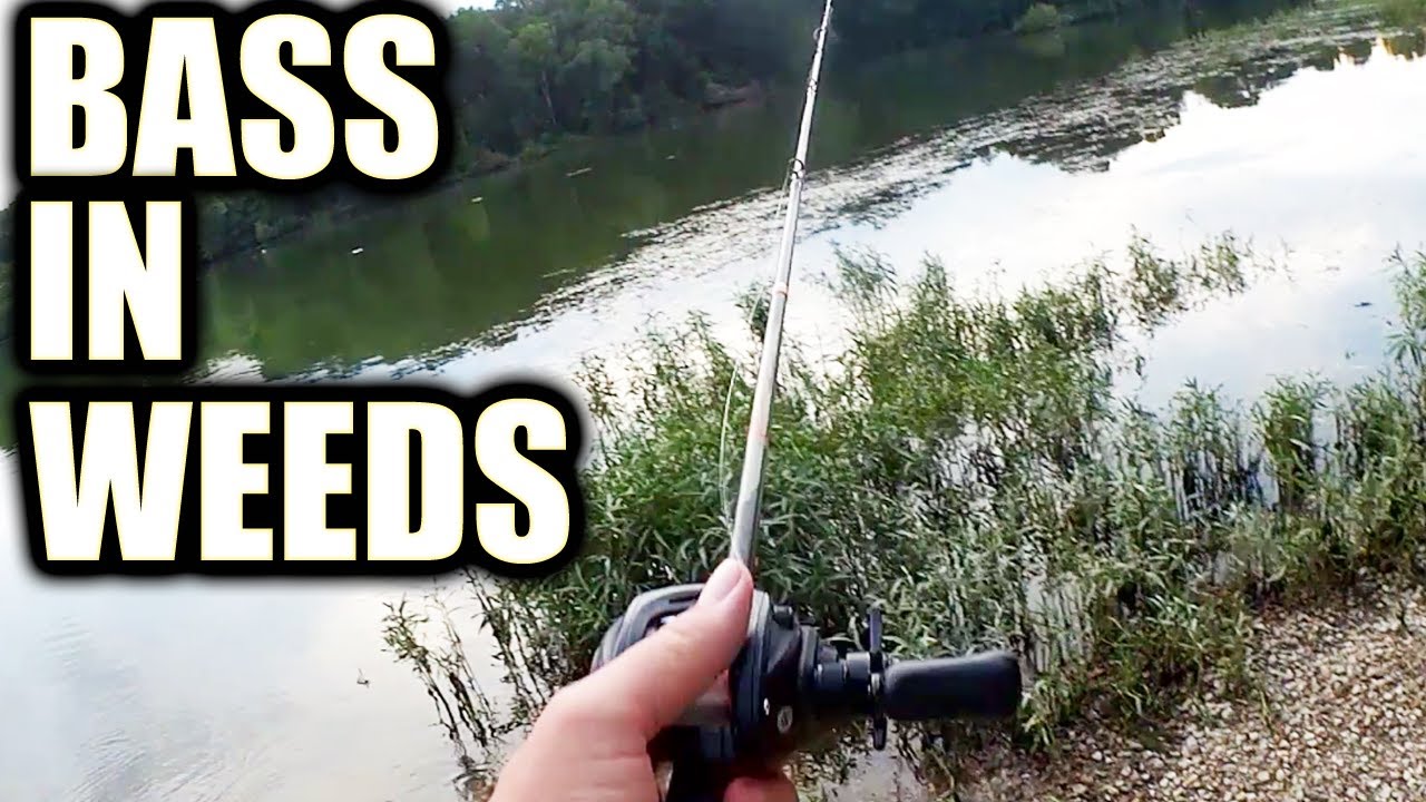 Bass Fishing in the Weeds With a Weedless Texas Rig (Bank Fishing)