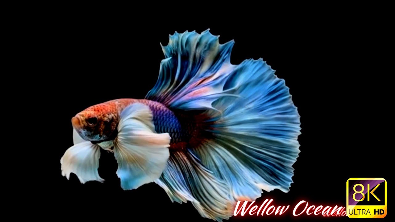 🌙 Notte nell’Acquario – Musica del mare e luci soffuse per un sonno profondo e un cuore tranquillo