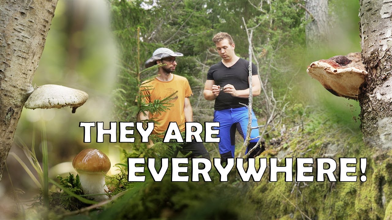 With a Mushroom Expert through the forest - Jojos Camp | #21