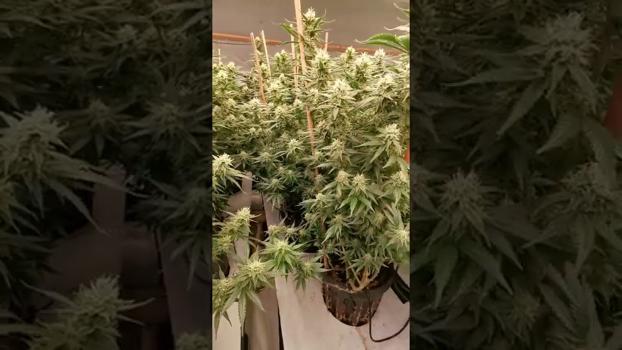 Amnesia Haze (rotterdam cut) day 41 of 75