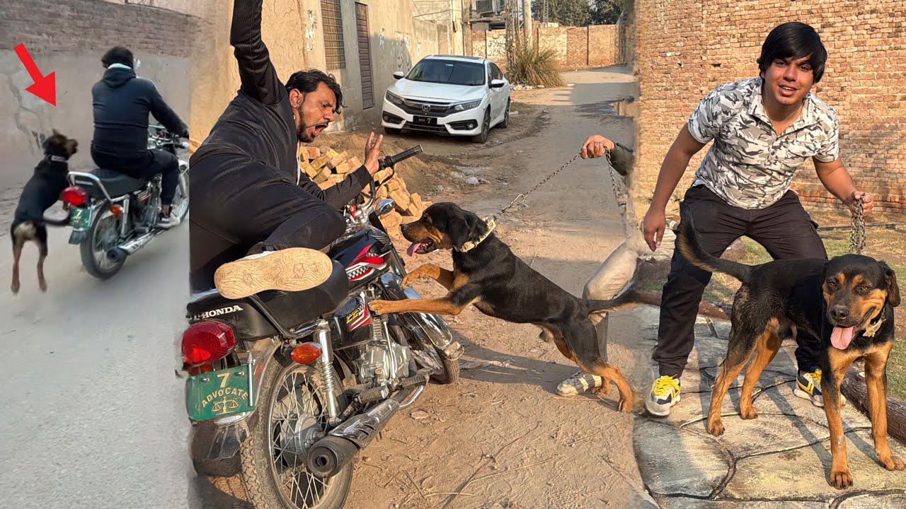 Zoo Mein Rottweiler Dog Agea 😍 Mamu Ki Bike Ky Picha Lag Gea 😱