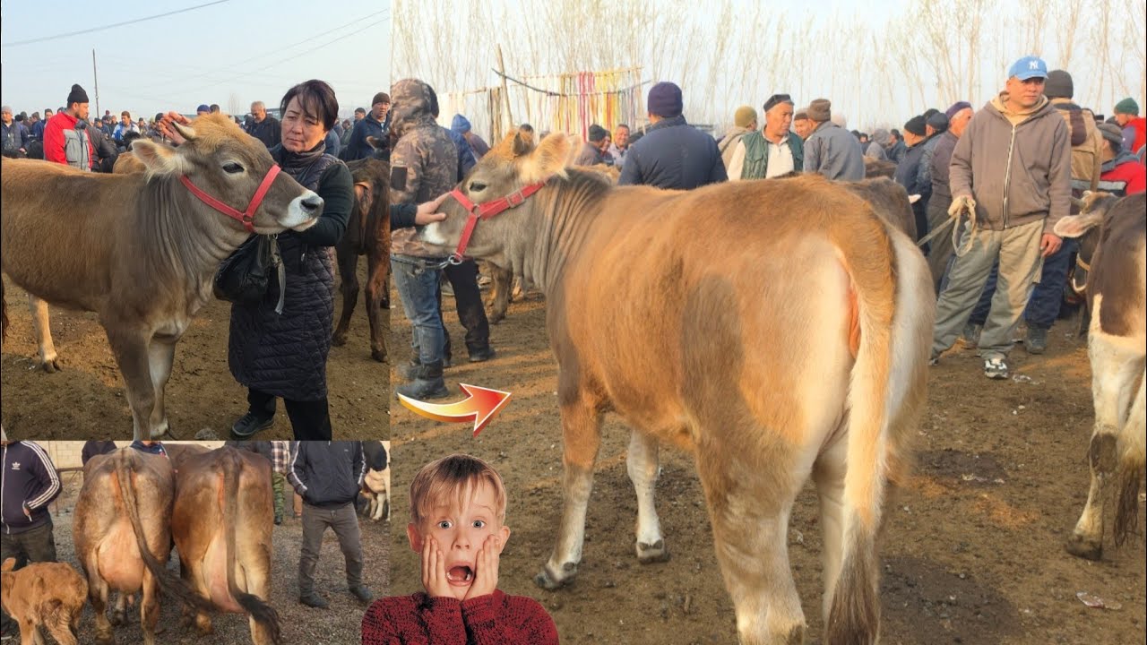 Koʻrib Mazza Qiling Shaxrixon CHOJA Mol Bozori Ashaddiy Obunachilar Uchun 