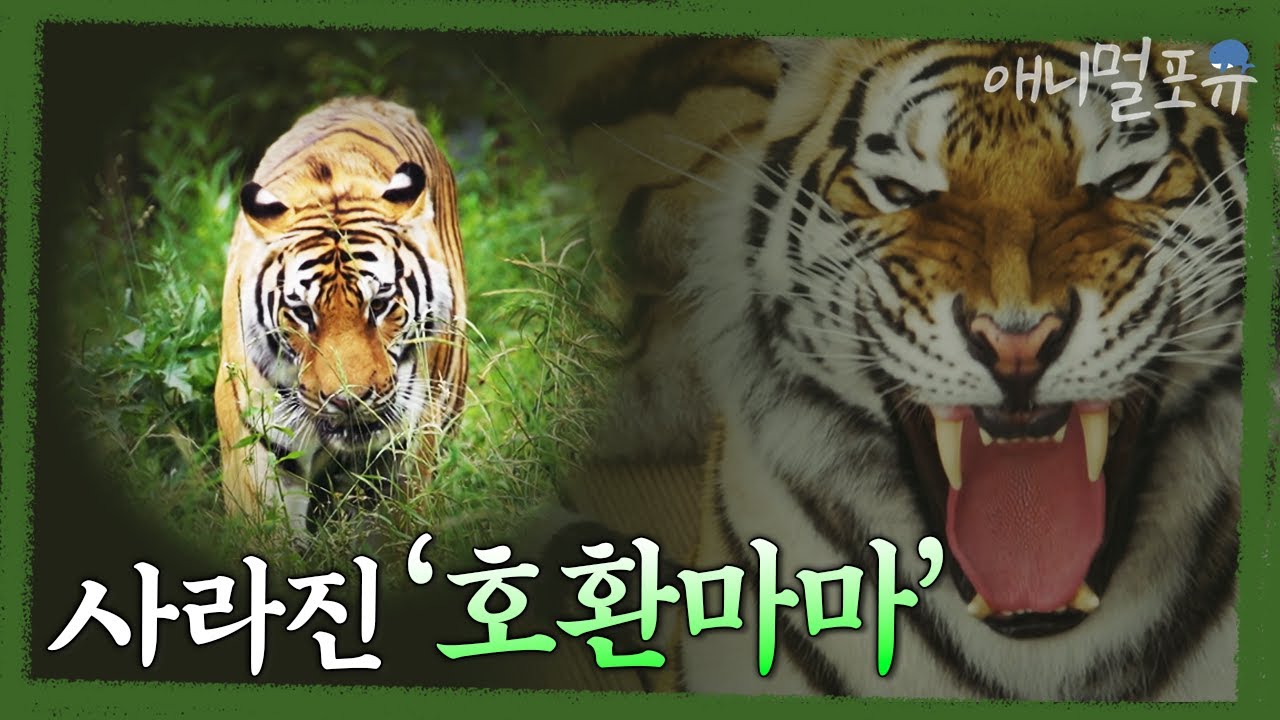 호랑이는 정말 한국에서 사라졌을까? ㅣ 호랑이는 살아있다 ㅣ KBS 다큐ON 220729