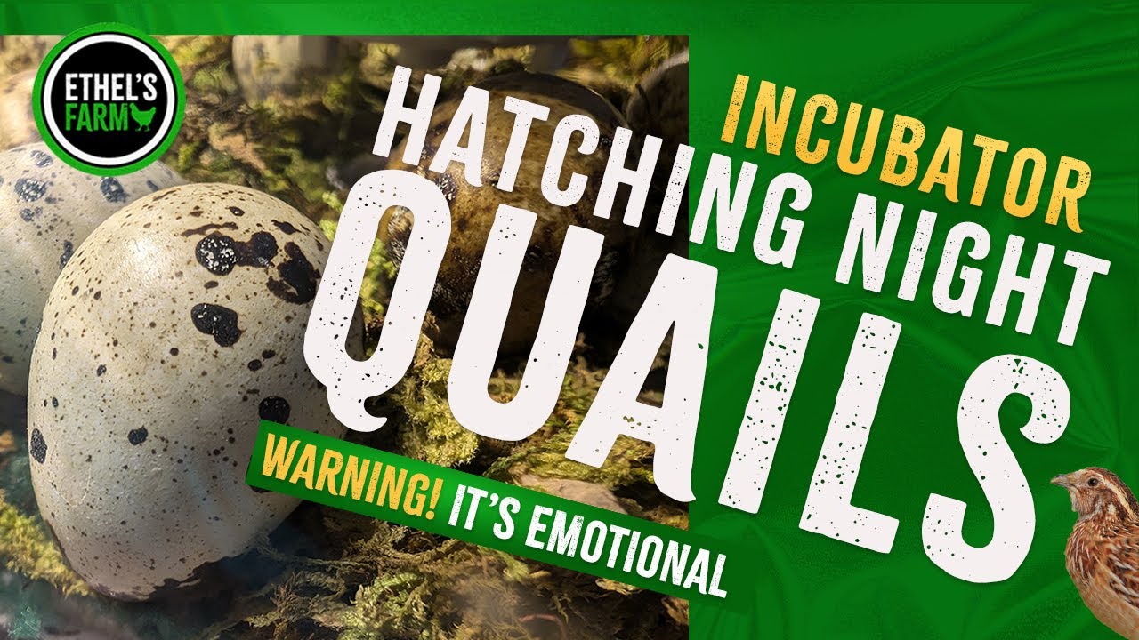 Quail Hatching Night | The Moment New Life Breaks Free