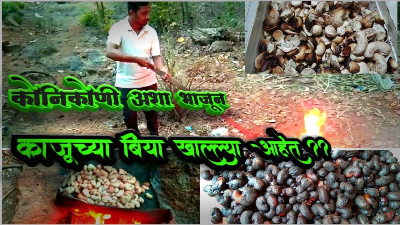 कोनिकोणी काजूच्या बिया अशा भाजून खाल्ल्या आहेत 😊❣️ भाजलेल्या बियांची टेस्ट ... 😋😀👌