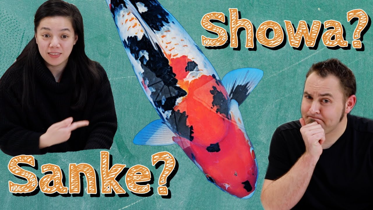 Sanke and Showa: The Real Difference