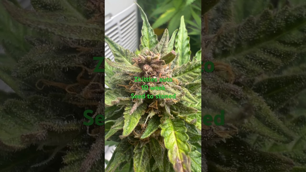Zkittlez auto @HerbiesSeeds420  by Frost Farmer 10week seed to harvest #newzealand #medical