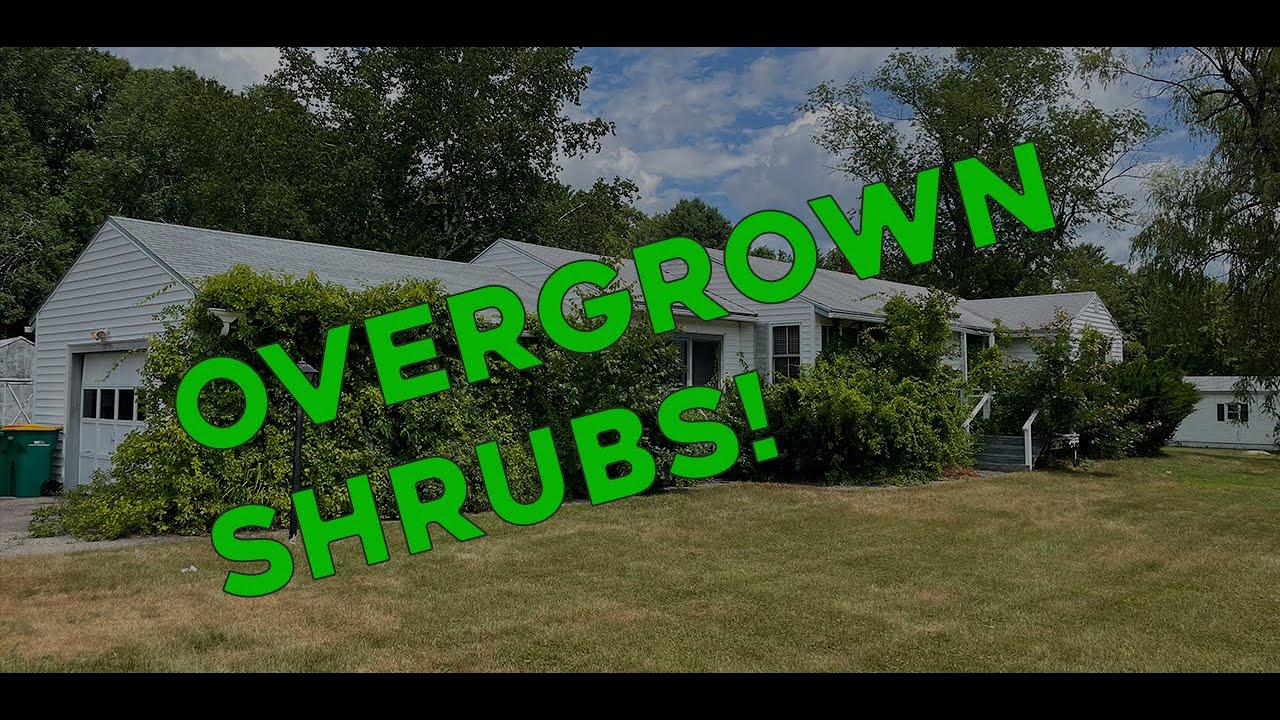 Cleaning up Crazy Overgrown Shrubs!