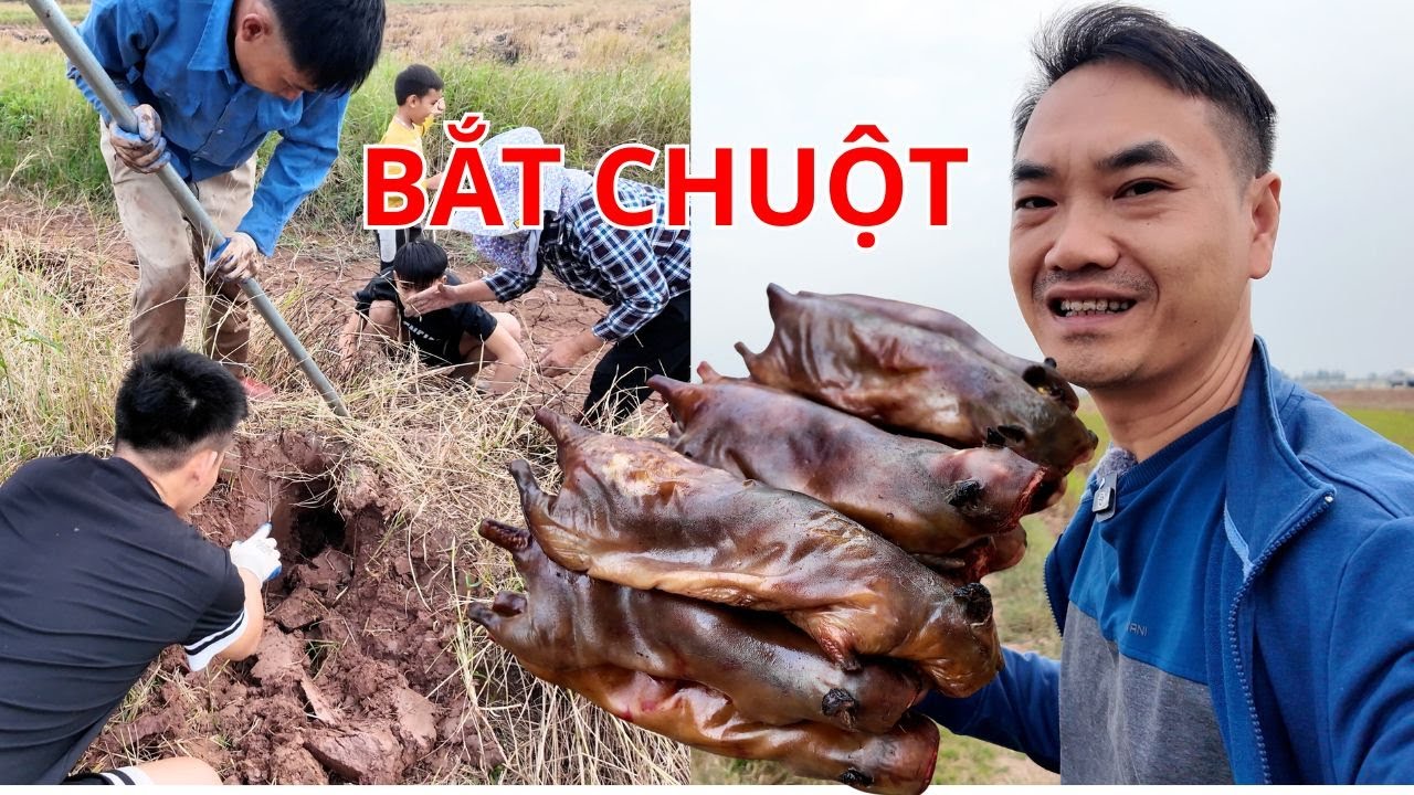 Săn chuột đồng m&ugrave;a gặt: Kiếm tiền triệu mỗi ng&agrave;y ở Tiền Hải?