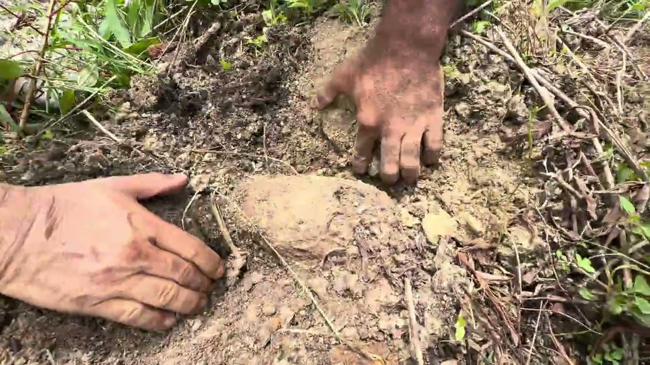 Menggali Buah Ubi Buahnya Lebat Sekali