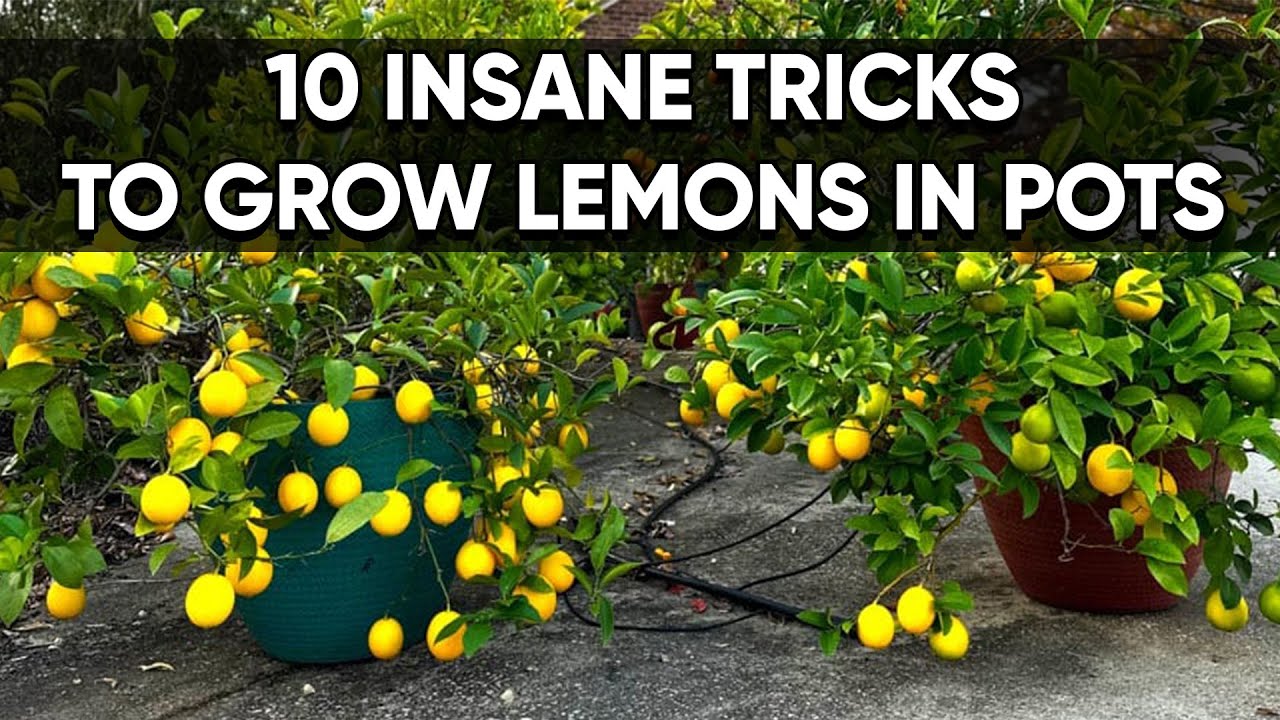 Выращивайте бесконечный урожай лимонов дома! 🍋 10 гениальных секретов контейнерного садоводства д...