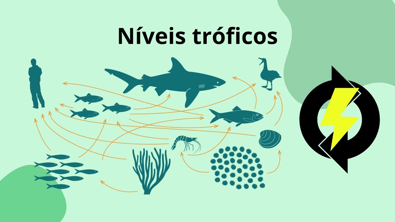 Níveis tróficos: seu conceito e exemplos