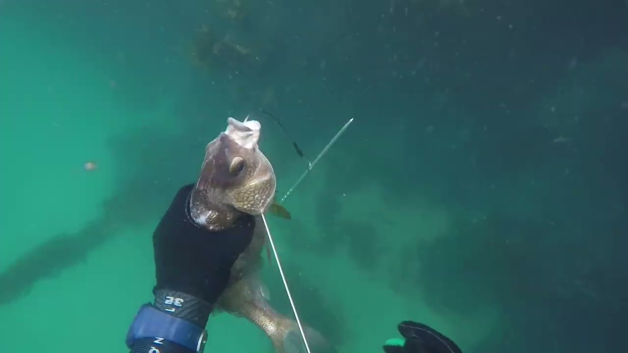 📍San Pedro, Ca : Epic catches & Clear waters ep. 3