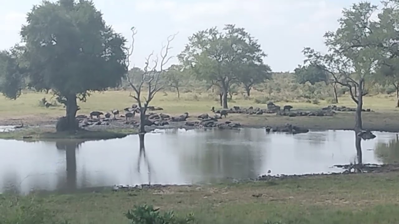 Buffalos Cope With The Hot Day At Kumana Dam
