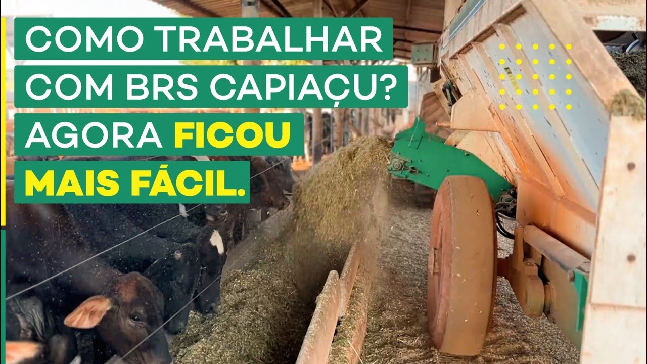 COMO TRABALHAR COM BRS CAPIAÇU? AGORA FICOU MAIS FÁCIL.