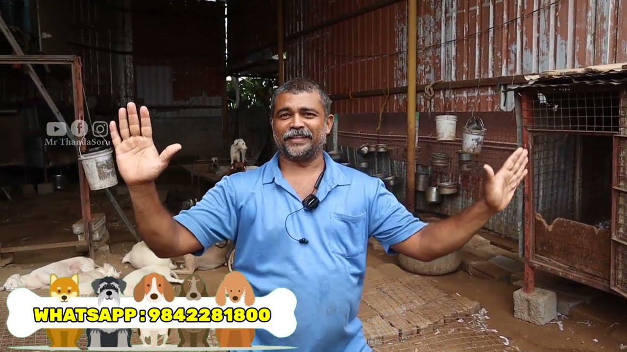 ரூ.2999 முதல் Puppys For Sale | ராஜபாளையம், கோம்பை, கன்னி, சிப்பிப்பாறை நாட்டு நாய்கள் | Native Dogs