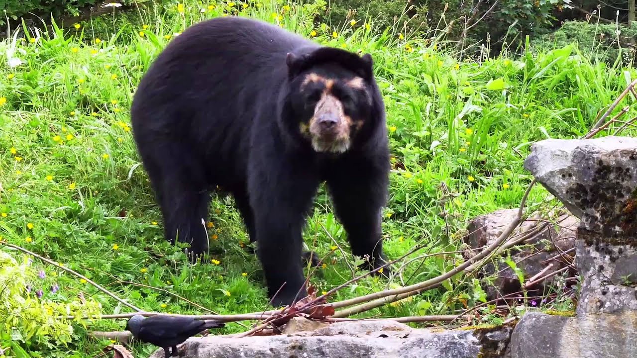 Bernardo the spectacled bear arrives from America to woo our female, Franka!