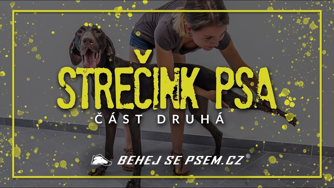 Strečink psa II. | Běhej se psem