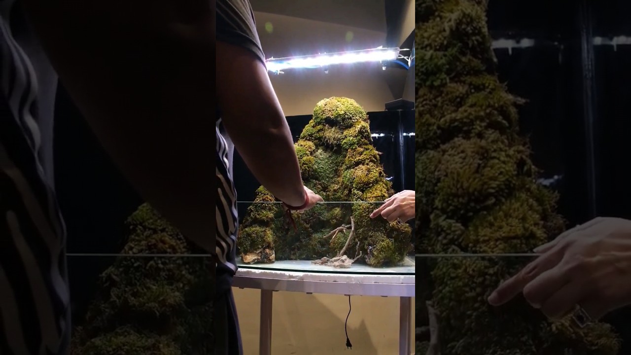 AQUASCAPING || BEST AQUARIUM SETUP || AQUARIUM SCAPING IDEAS || AQUARIUM BUILD #shorts #fishtank