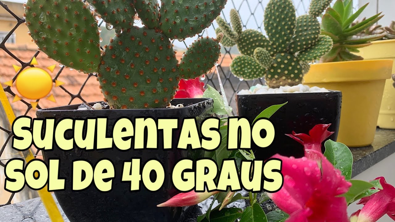 5 Suculentas sempre lindas no Sol pleno