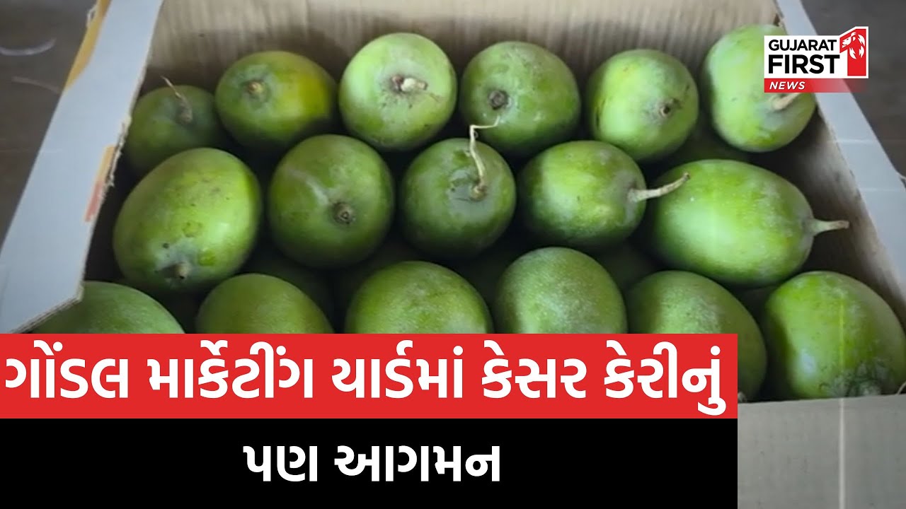 Gondal: ફળોનો રાજા એટલે કે કેસર કેરીનું પણ આગમન ગોંડલ માર્કેટીંગ યાર્ડમાં થયું