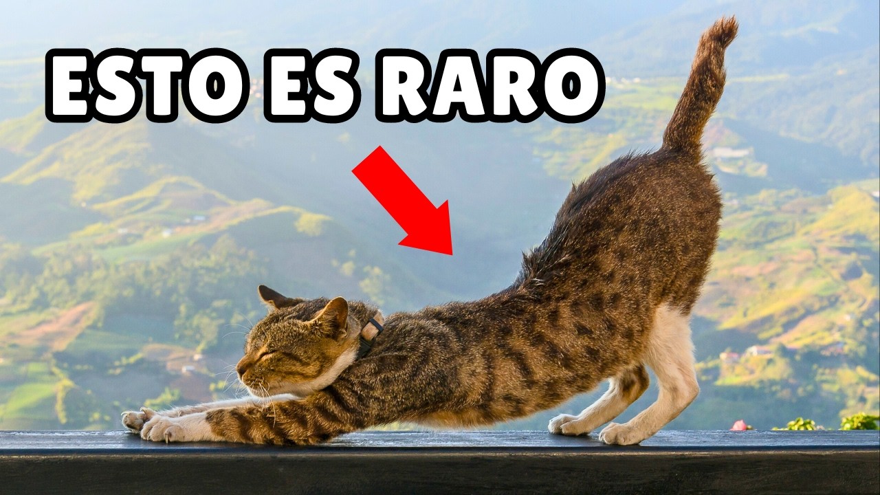 10 cosas EXTRAÑAS que hacen los GATOS cerca de nosotros (y por qué)