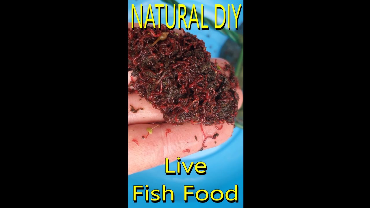 ALL NATURAL Live fish food