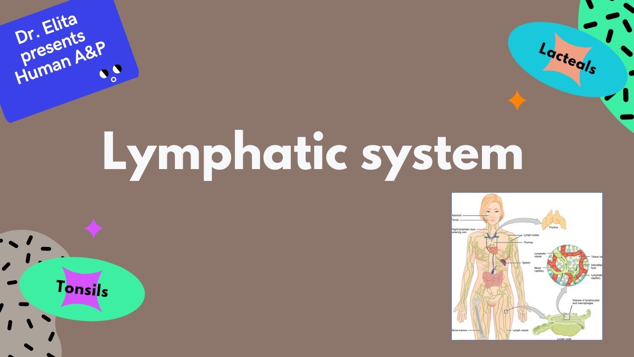 15 The lymphatic system