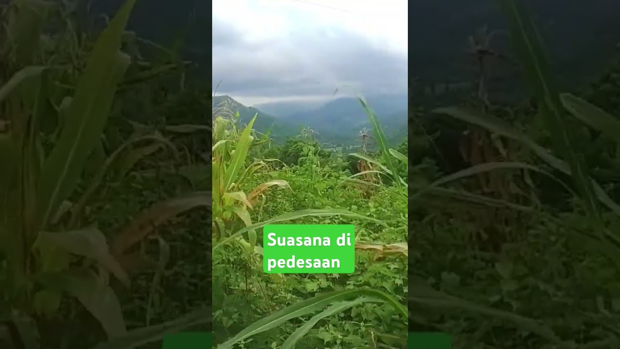 suasana alam sekitar ladang#shortviral