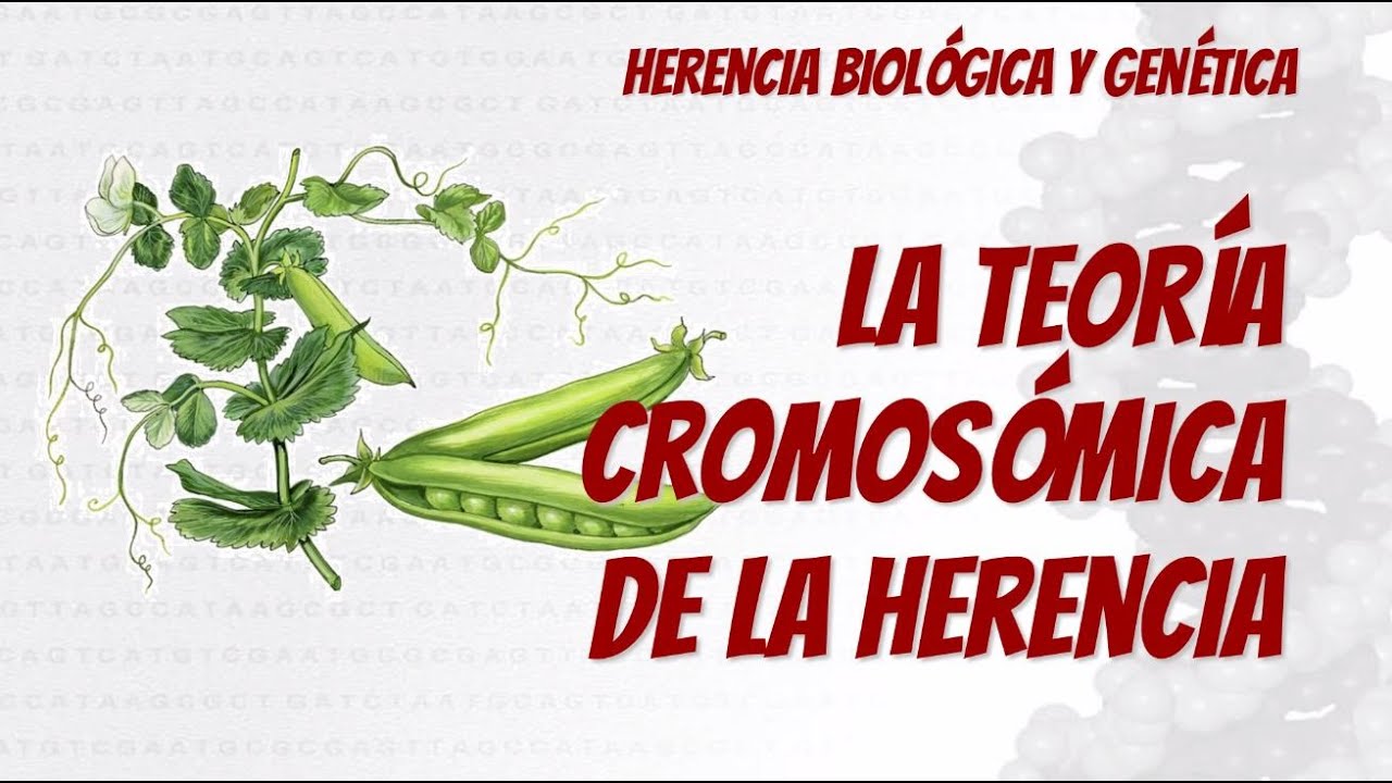 Teoría Cromosómica de la Herencia