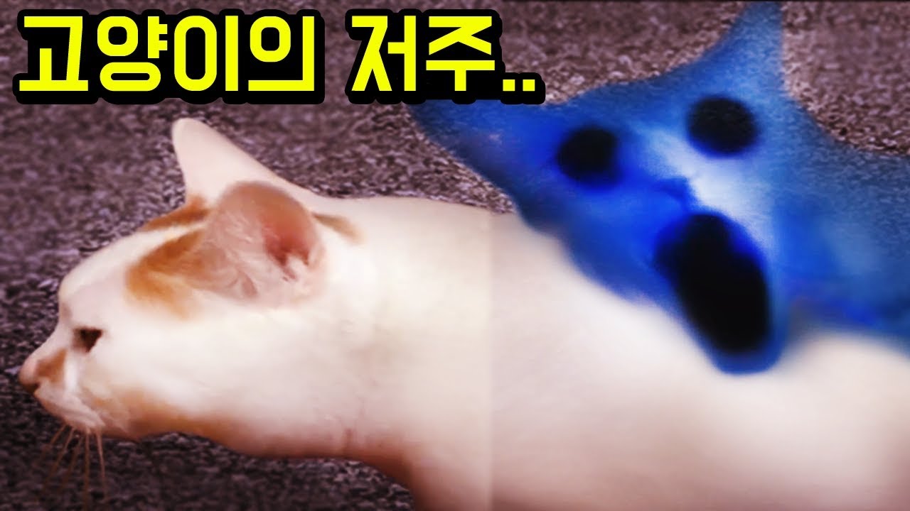 고양이의 저주..