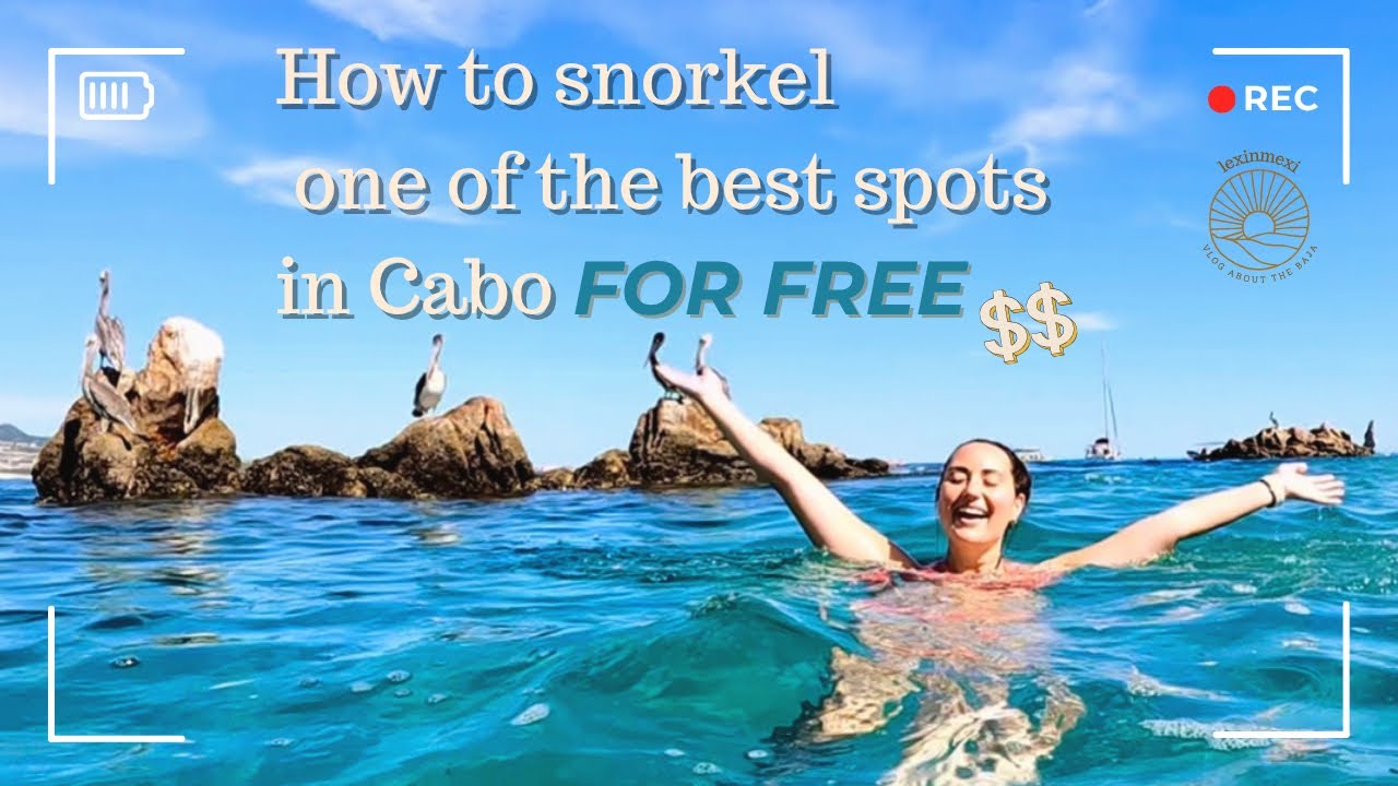 Pelican Rock Snorkeling Guide | FREE Way to Explore Cabo’s Marine Life 🐠