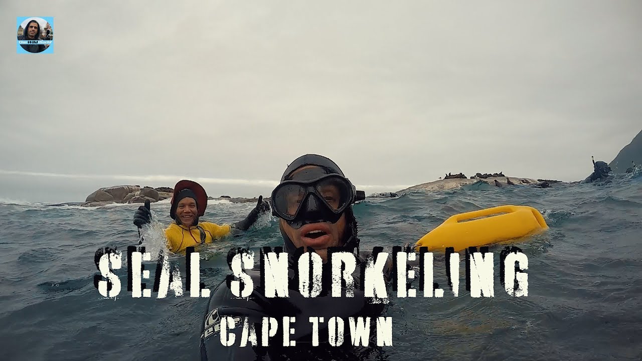 Seals Snorkeling And Swimming Cape Town South Africa - GoPro 4k