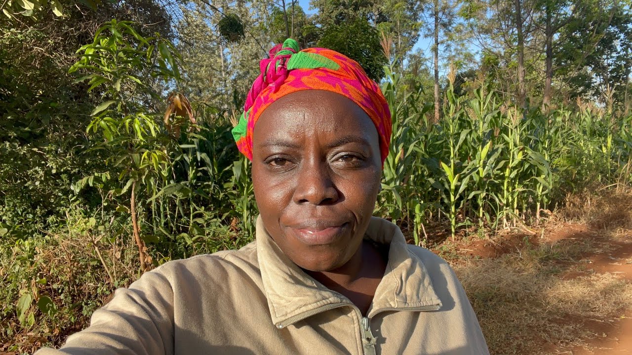 THIS IS WHY WE CHOSE FARM LIFE| BEAN HARVEST & CASSAVA  #vintagefarmhouse #countryliving
